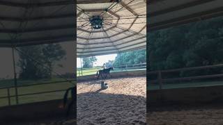 First trot on Winston horse equestrian dressage firstride [upl. by Luckett]