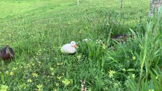 Ducklings now bigger ducks duck birds nature [upl. by Adelaida]