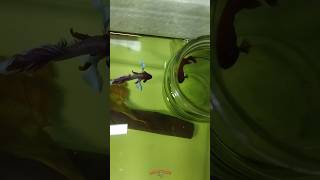 நாள்2🥵betta🐟 breeding😻 கோவக்கார😡male bettafishbreedingtamilguppyaquariumtravelvlogsfoodie [upl. by Stagg27]