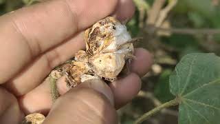 Cotton in Pakistan Pink bollworm management Pak Agrin [upl. by Fitton]