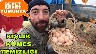 KÜMESE KIŞ TEMİZLİĞİSEPET SEPET YUMURTATAVUKLARI BESLEMEKKUZULARA ÇUVALLA MAMA [upl. by Sadnak890]