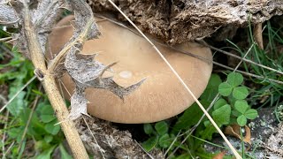 BROTADA XXL DE PLEUROTUS ERYNGII SETAS DE CARDO [upl. by Nahgam]