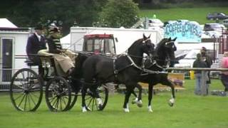 Janice Clough with her Hackney horse pair to a show phaeton [upl. by Hildegard]