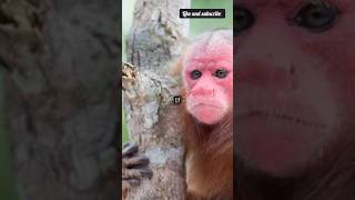 Meet the uakari monkey nature red faced wonder [upl. by Gun]