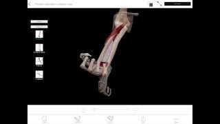 LearnVisible Body  Forearm Pronation and Supination [upl. by Landri130]