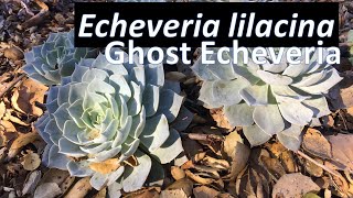 Echeveria lilacina Succulent  Growing Propagating Care amp Identification Ghost Echeveria Plant [upl. by Nanerb622]