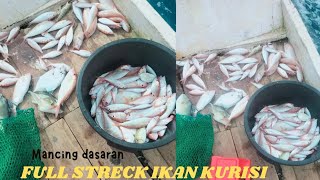 GACOR BANGET FULL STRECK IKAN KURISI‼️mancing ikan KURISI merah [upl. by Kato]