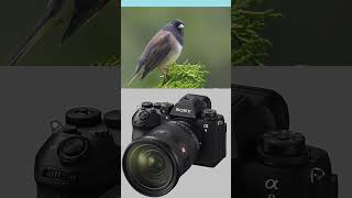 Sony A9 III the worlds first Full Frame camera with a Global Shutter image sensor [upl. by Koby]