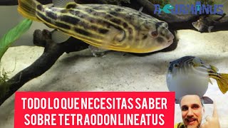 Todo lo que necesitas saber sobre Tetraodon lineatus Puffer Fahaka o pez globo africano [upl. by Ivory]