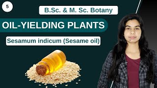 Economic Botany  OILYIELDING PLANTS  Sesamum indicum Sesame oil  B Sc amp M Sc [upl. by Eterg375]