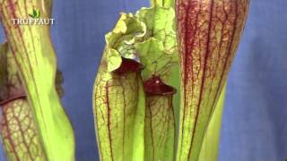 Plante carnivore  le sarracenia  Truffaut [upl. by Granville]