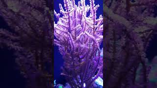 Gorgonian coral communitytank coraladdict gorgonian [upl. by Ramirol504]