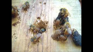 Melipona Stingless Bee Farming in Trancoso Bahia Brazil [upl. by Crifasi]