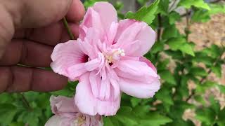 Rose of Sharon quotPink Chifonquot Hibiscus syriacus from Proven Winners [upl. by Pepito]