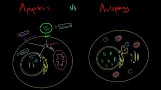 Apoptosis vs Autophagy EVERYTHING YOU NEED TO KNOW CELLULAR BIOLOGY MCAT [upl. by Yelsha]