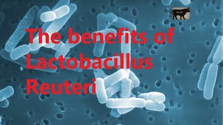 The benefits of Lactobacillus Reuteri [upl. by Arracahs]