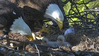 DC Eagle Cam 2016 Season Recap Slideshow [upl. by Sugihara213]