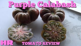 ⟹ PURPLE CALABASH TOMATO  Solanum lycopersicum  Tomato review [upl. by Owain804]