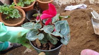 Cyclamen  Beautiful Winter Flower  Cyclamen Care and Repotting  Fun Gardening [upl. by Asserat]