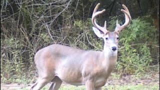 Scouting for DEER in the Swamps of SOUTH Louisiana [upl. by Riesman]