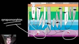 Phylogenetics [upl. by Kurtz976]