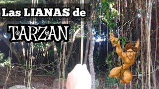 Así son Las LIANAS de TARZAN [upl. by Cusick]