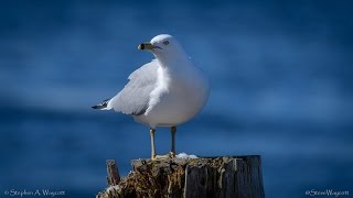 Ringbilled Gull 4K [upl. by Laro968]