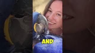 Hyacinth macaw Perrott facts  World largest Perrott facts birds shorts [upl. by Padegs572]