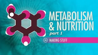 Metabolism amp Nutrition Part 1 Crash Course Anatomy amp Physiology 36 [upl. by Airotnes836]