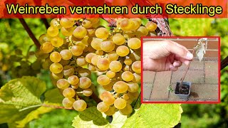 Weinreben vermehren durch Stecklinge  Weintrauben selbst ziehen  Wein Pflanzen selber anbauen [upl. by Livesay159]