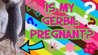 How To Tell If Your Gerbil Is Pregnant [upl. by Trebleht]