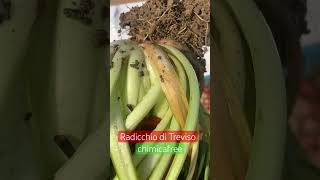 Raccolta del radicchio di Treviso [upl. by Gilchrist]