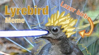 Lyrebird Shoots Lazers All Over The Place [upl. by Lasyrc230]