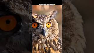 birds amazingfacts motivation tamil owl interestingfacts youtube ytshorts youtubeshorts l [upl. by Atiuqihc]