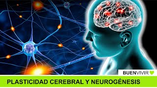 PLASTICIDAD CEREBRAL Y NEUROGÉNESIS  Dr Alejandro Schinder  BUENVIVIR💚 290724 Canal 4 [upl. by Elden657]