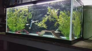 75 Gallon Aquarium  Giant Danio amp Rainbow Shark [upl. by Enner447]