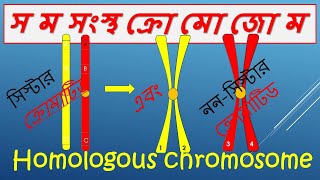 Concept of Homologous Chromosomes  Sister and Nonsister Chromatid  in Bengali [upl. by Nitsyrk]