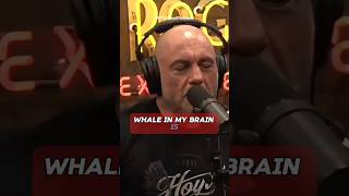 Joe Rogan on eating Whale amp Monkey [upl. by Ettesil]