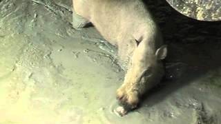 Bearded Pig feeding [upl. by Copland]