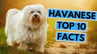 Havanese  TOP 10 Interesting Facts [upl. by Ahsha137]