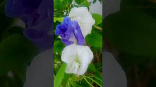 trending flowers Hindi mein butterfly 🦋 🙏🙏🙏aparajita [upl. by Trevor]