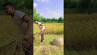 Time to harvest paddy in the field [upl. by Anelrac]