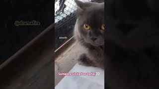 Smokey vs dogs🐱🐶 catvsdogs trending triggered ytviral [upl. by Dahij]