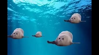 10 Hours Of Bouncing Seals [upl. by Tija929]