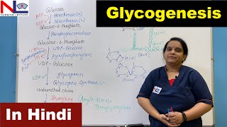 Glycogenesis in Hindi  हिंदी में   Carbohydrate Metabolism  Nursing Lecture [upl. by Gordie463]