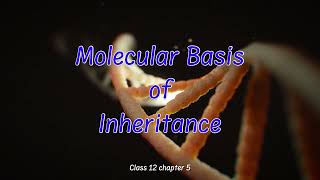 NCERTClass12BioCh5Molecular Basis of Inheritance  Deep Dive Chapter Summary [upl. by Hughett]