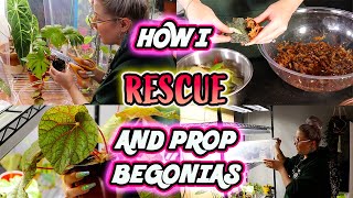 How To Propagate Begonias Part 1  Simple Method [upl. by Kerrison]