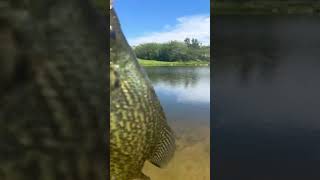 Nice crappie at a new pond Subscribe 🎣 🐟 [upl. by Nevs]