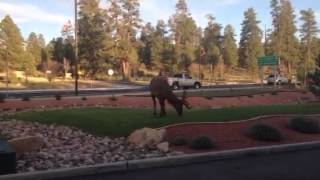 Aggressive elk in Tusayan AZ [upl. by Ydeh]