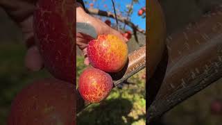 Apple fruit cutting video and new tending short video vegetable farming and organic short video [upl. by Almeria]